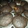 Cooksnap dari RumaisaAchsanudin untuk resep Banana cake ala chef Farah quinn