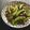 Cooksnap DyaKakgerl semasa beliau membuat Kacang Peas Goreng.