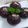 Cooksnap dari Citra Amalia untuk resep Triple Chocolate Donut's / Bomboloni Coklat