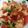 蝦米 的 蕃茄炒蛋 cooksnap