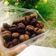 Cooksnap dari Umma Galeel untuk resep Coffee bean cookies!