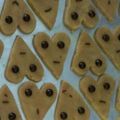 Cooksnap dari yukaswenni untuk resep Eggless Sugary Cookies