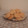 El cooksnap de Raquel cuando hizo Scones de vainilla.