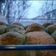 Cooksnap dari Silmi Nawang Kinanti untuk resep Japanese Milk Bread