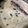 El cooksnap de denise cuando hizo Arroz a las Tres leches con el toque Sonorense.