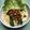 Cooksnap dari rully fittipaldi untuk resep Mie Ayam Indomie