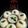 Jalpa Tajapara's cooksnap of when they made રવા ઈડલી વીથ લીમડા - કોપરાની ચટણી (Rava Idali With Limada Copara Chatani Recipe In Gujarati).