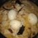 Cooksnap dari Niar untuk resep Gulai Ayam Tahu Telur