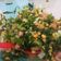 El cooksnap de Leidy Garcia Castro cuando hizo Ensalada campesina.