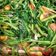Cooksnap dari Ike Yuanita Wijayanti untuk resep Tumis Kangkung Minimalis
