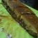 Cooksnap dari Nok Epoy untuk resep Martabak manis (terang bulan)