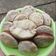 Cooksnap dari Safitry Mya untuk resep Apem menul2