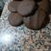 El cooksnap de Carolina Viera cuando hizo Galletas de chocolate súper fáciles 🍫.