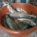 Mostafa Hajjahmad's cooksnap of when they made Crispy fried fish.