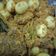 Cooksnap dari Lina Manjasari untuk resep Rendang daging marimakan