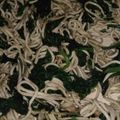 El cooksnap de Hector B cuando hizo Espinacas con gulas y huevo.