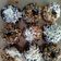Cooksnap dari Mulik Wulan untuk resep Donat empuk
