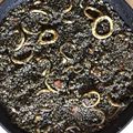El cooksnap de Juan Ramon Garcia Vazquez cuando hizo Arroz negro con calamares en su tinta.
