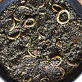 El cooksnap de Juan Ramon Garcia Vazquez cuando hizo Arroz negro con calamares en su tinta.