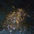 Cooksnap dari Kusnandar Amir untuk resep Saus barbeque homemade (no pedas)