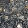 El cooksnap de sencillo capaz cuando hizo Arroz negro, crujiente de puerro y langostinos alioli.