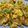 Cooksnap dari bollewangen untuk resep Thai Oyster Omelette / Hoy Tod