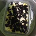Cooksnap dari Iyus Sugesti untuk resep Puding Roti Oreo Kukus