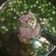 賴小如 的 菇菇蔥雞湯 cooksnap