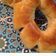 صورة من Fatima, kitchen&cook ، شاركها بعد تجربة وصفة فطيره التمر