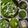 Charusheela Prabhu's cooksnap of when they made पालक पनीर (palak paneer recipe in marathi).