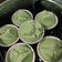 Cooksnap dari ifat untuk resep Apem Mekar Tepung Beras