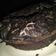 Cooksnap dari Fitri Wahyuningsih untuk resep Brownies kukus simple
