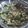 Charusheela Prabhu's cooksnap of when they made काकडीची कोशिंबिर (Kakdichi Koshimbir Recipe In Marathi).