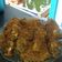 Cooksnap dari Reyi Pertiwi untuk resep Ayam Goreng Serundeng Kelapa