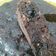 Cooksnap dari Hanna's untuk resep Brownies Pisang Moist & Nyoklat