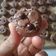 Cooksnap dari Dinda Arqiqah untuk resep Brownies Mini Kering