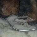 El cooksnap de Eve Liin cuando hizo Alitas de pollo fritas.
