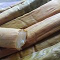 Cooksnap dari Sisilia Nita untuk resep Utri/lemet singkong