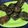 Satya Pandey's cooksnap of when they made Authentic Rickwach with Urad Dal and Colocasia leaves.