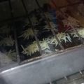 Cooksnap dari Maya Vierani untuk resep Brownies fudgy oven tangkring