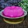 Cooksnap Norashikin Rahmat semasa beliau membuat Agar agar buah Naga Rindu.