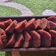 Cooksnap dari Yenni Dh untuk resep Bolu Karamel Sarang Semut
