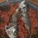 Cooksnap dari Intan Ayu Lestari untuk resep Pecak ikan kembung simpel pedas mantap