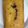 Cooksnap dari ni ketut suriasih untuk resep Moist Marble Cake / Marmer Cake Moist