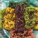 Cooksnap dari renny untuk resep Roti Jala