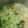 Cooksnap mamy_kitchen89 semasa beliau membuat Sup Sawi Jepun / Pak Choy Simple.
