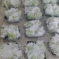 Cooksnap dari Ummu Sina untuk resep Klepon Ketan Gula Merah (Kenyal No Kapur Sirih)