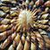 Cooksnap de dinguedefood sur la recette Tarte soleil (vegan)