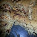 gina20's cooksnap of when they made Apple Caramel Squares.