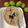Seema Sharma's cooksnap of when they made Raw mango and Onion chutney.